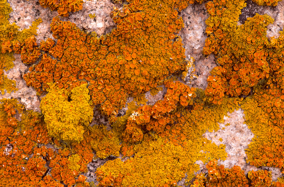 acadia orange lichen 1.jpg