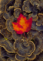 gl red maple on turkey tail  1