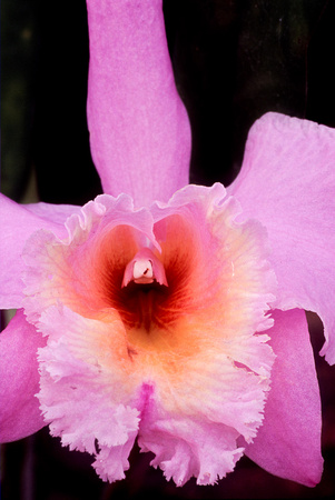 belle isle orchids 07 12.jpg