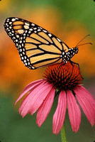 monarch on cone flower.jpg