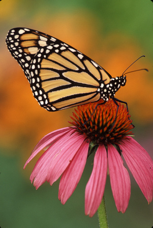 monarch on cone flower.jpg